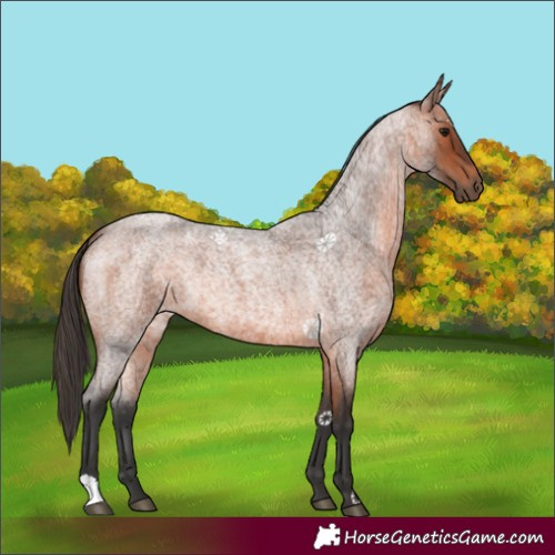 Horse Color:Bay Roan 