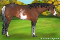 Horse Color:White Spotted Bay Sabino Frame 