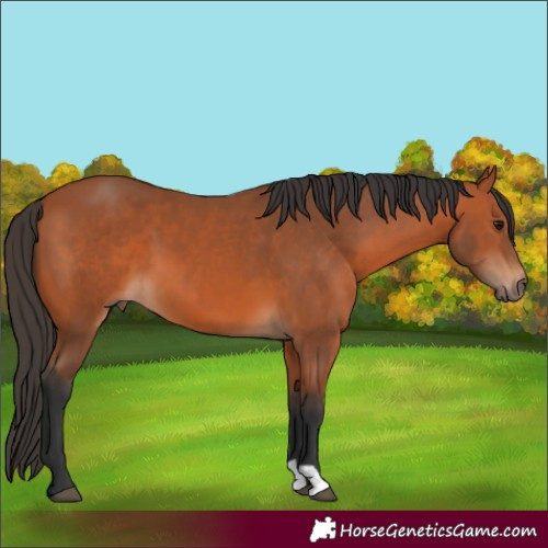 Horse Color:Bay 