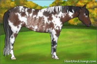 Horse Color:White Spotted Bay Rabicano 