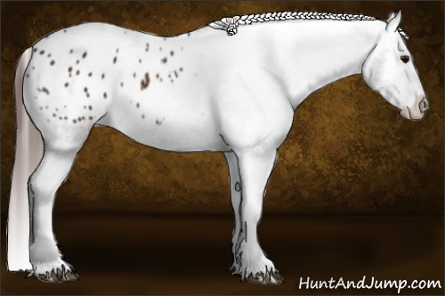 Horse Color:Brown Appaloosa