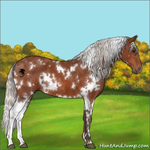 Horse Color:White Spotted Silver Bay
