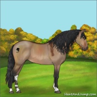 Horse Color:Bay Dun 