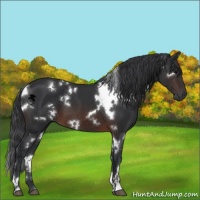 Horse Color:White Spotted Brown 