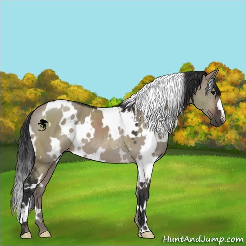 Horse Color:White Spotted Brown Dun 