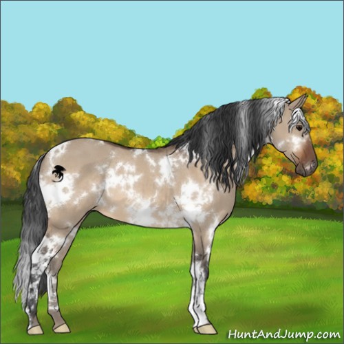 Horse Color:White Spotted Bay Dun