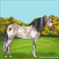 Horse Color:White Spotted Bay Dun 