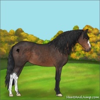 Horse Color:Brown 