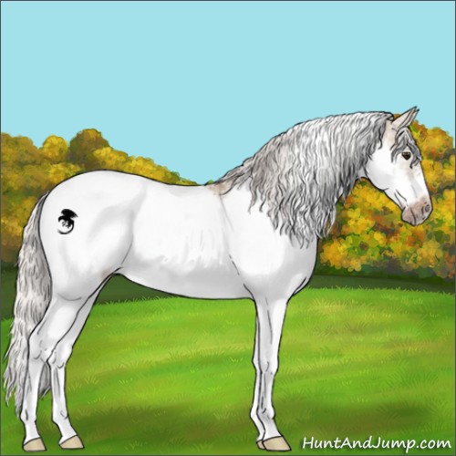 Horse Color:Silver Brown Dun Sabino Frame 