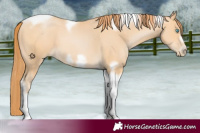 Horse Color:Buckskin Pearl Tobiano Frame 