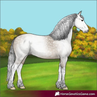 Horse Color:Gray Brown Dun Splash