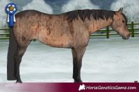 Horse Color:Brown Dun Brindle 