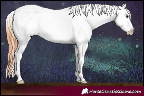 Horse Color:Bay Splash Appaloosa