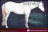 Horse Color:Bay Splash Appaloosa 