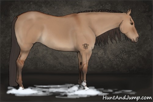 Horse Color:Brown Dun Sabino