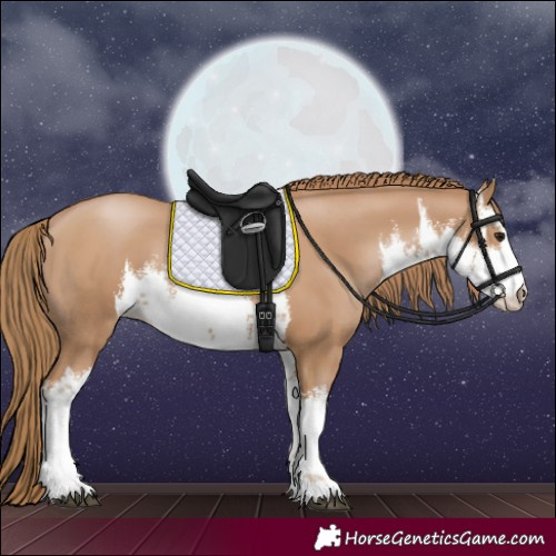 Horse Color:White Spotted Black Pearl 