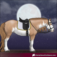 Horse Color:White Spotted Black Pearl 