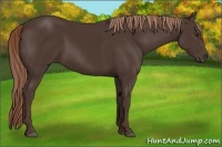 Horse Color:Liver Chestnut Rabicano 