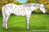 Horse Color:Silver Brown Dun Appaloosa 