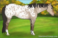 Horse Color:Liver Red Dun Appaloosa 