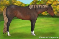 Horse Color:Liver Chestnut