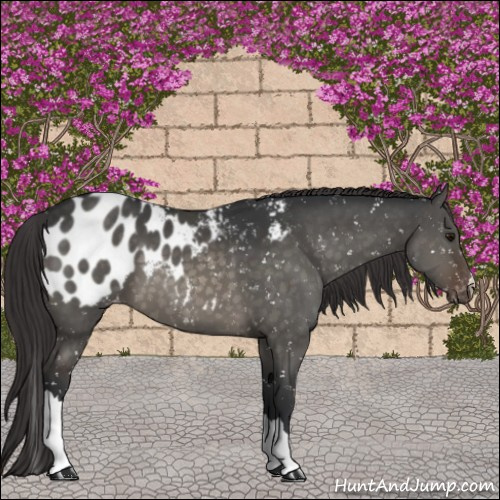Horse Color:Brown Dun Appaloosa