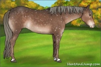 Horse Color:Liver Chestnut Mushroom Appaloosa 