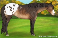 Horse Color:Buckskin Mushroom Appaloosa 