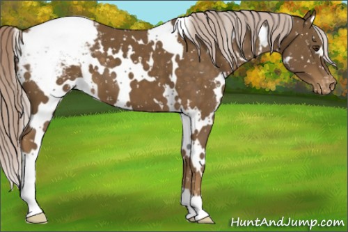 Horse Color:White Spotted Chocolate Palomino Appaloosa 