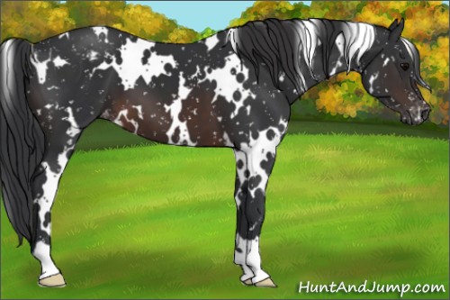Horse Color:White Spotted Brown Appaloosa 