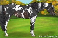 Horse Color:White Spotted Brown Appaloosa 