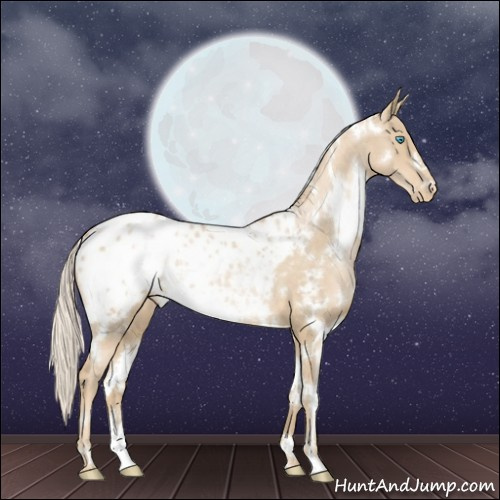 Horse Color:White Spotted Palomino Pearl Blanket