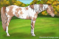 Horse Color:White Spotted Gold Champagne