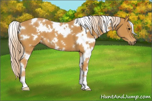 Horse Color:White Spotted Palomino 