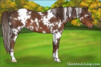 Horse Color:White Spotted Liver Chestnut 