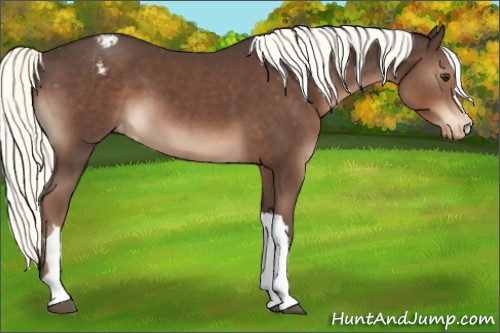 Horse Color:Liver Chestnut Mushroom Varnish 
