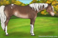Horse Color:Liver Chestnut Mushroom Varnish 