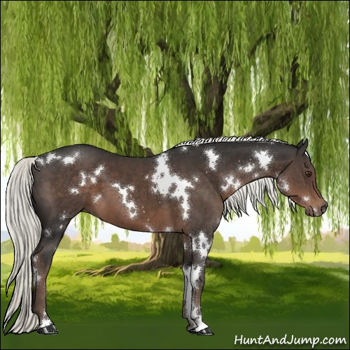 Horse Color:White Spotted Liver Chestnut Mushroom