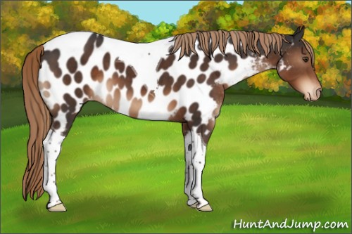 Horse Color:Liver Chestnut Tobiano Near Leopard 