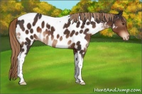 Horse Color:Liver Chestnut Tobiano Near Leopard 