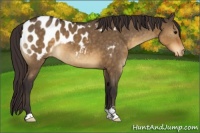 Horse Color:Buckskin Dun Sabino Blanket