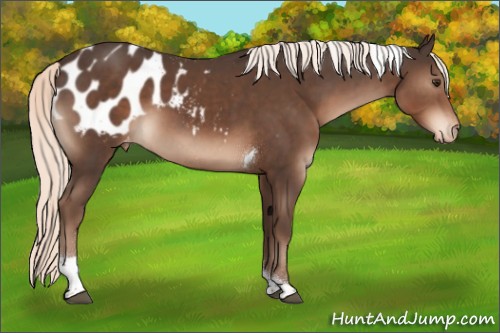 Horse Color:Liver Chestnut Mushroom Tobiano Appaloosa 