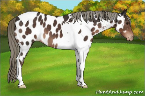 Horse Color:Liver Chestnut Mushroom Tobiano Near Leopard 