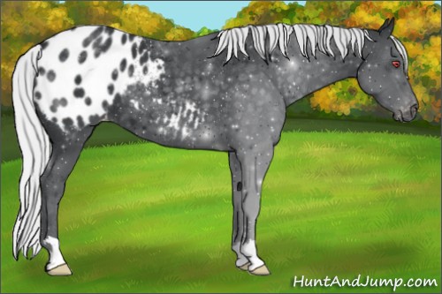 Horse Color:Silver Black Chinchilla Appaloosa 