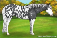 Horse Color:Silver Black Chinchilla Splash Appaloosa
