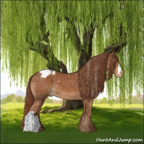 Horse Color:Chestnut Appaloosa 