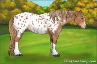 Horse Color:Red Roan Near Leopard 