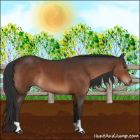 Horse Color:Brown 