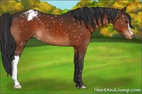 Horse Color:Brown Appaloosa 