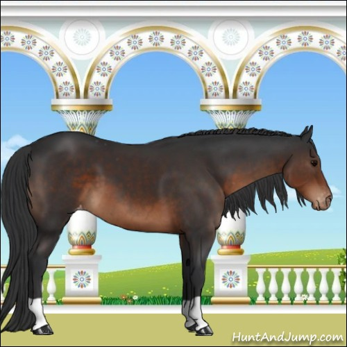 Horse Color:Brown Appaloosa 